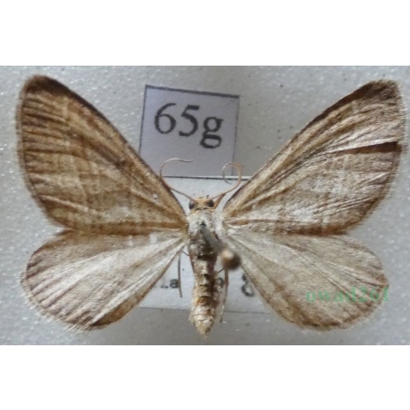 Phibalapteryx virgata (Hufnagel, 1767) Siepacz dziewiczak Czech65g